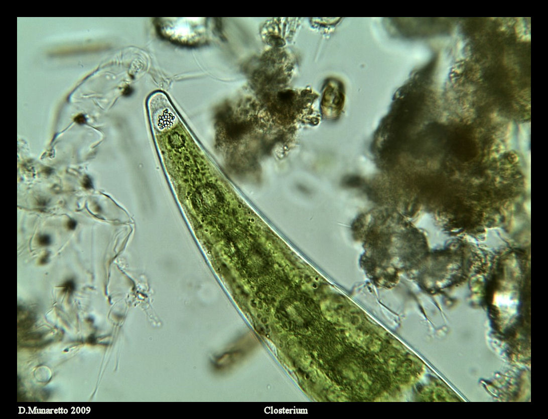 Closterium da identificare